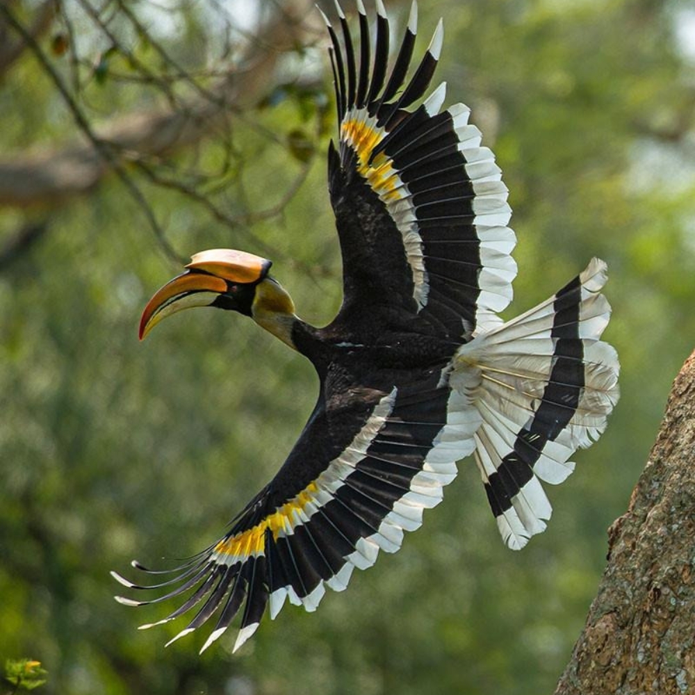 Pakke Tiger Reserve